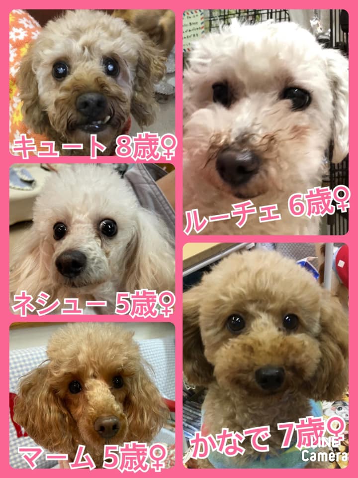 🐾今日の里親様募集中ワンコ🐶メンバーです🐾2021,1,31